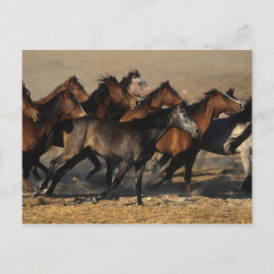 Arabieren die in de woestijn lopen briefkaart