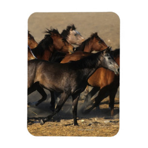 Arabieren die in de woestijn lopen magneet