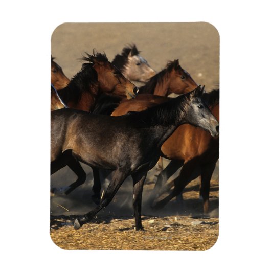 Arabieren die in de woestijn lopen magneet (Verticaal)