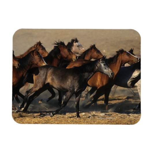 Arabieren die in de woestijn lopen magneet (Horizontaal)