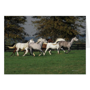 Arabieren die in het veld lopen