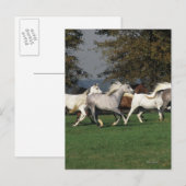 Arabieren die in het veld lopen briefkaart (Voorkant / Achterkant)