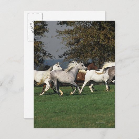 Arabieren die in het veld lopen briefkaart (Voorkant / Achterkant)