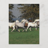 Arabieren die in het veld lopen briefkaart (Voorkant)