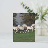 Arabieren die in het veld lopen briefkaart (Staand voorkant)