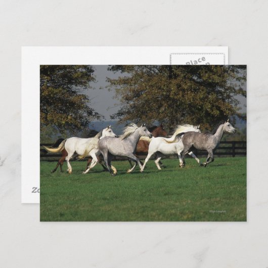 Arabieren die in het veld lopen briefkaart (Voorkant / Achterkant)