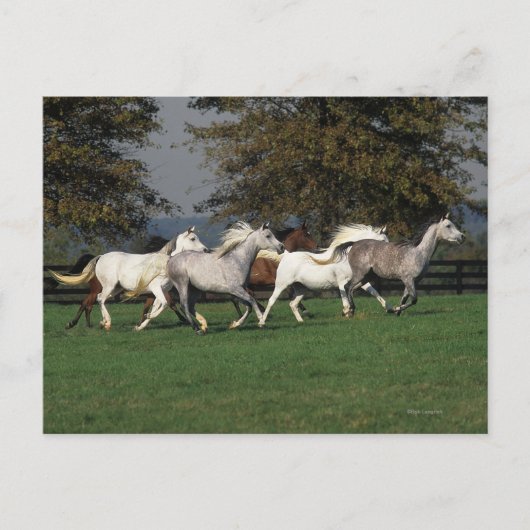 Arabieren die in het veld lopen briefkaart (Voorkant)