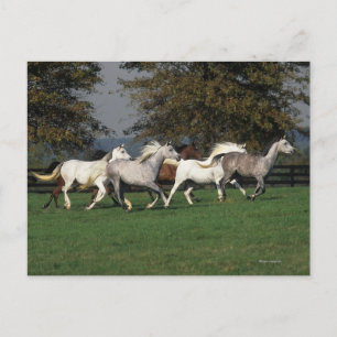 Arabieren die in het veld lopen briefkaart