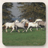 Arabieren die in het veld lopen drankjes onderzetter (Voorkant)