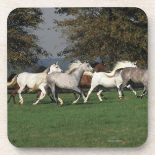 Arabieren die in het veld lopen drankjes onderzetter