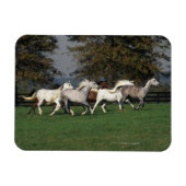 Arabieren die in het veld lopen magneet (Horizontaal)