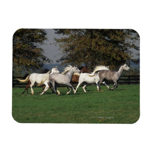 Arabieren die in het veld lopen magneet (Horizontaal)