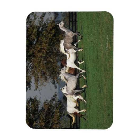 Arabieren die in het veld lopen magneet (Verticaal)