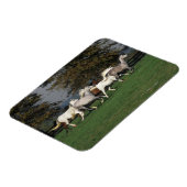 Arabieren die in het veld lopen magneet (Linkerzijde)