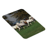 Arabieren die in het veld lopen magneet (Rechterzijde)