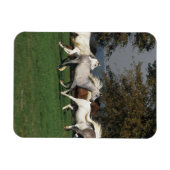 Arabieren die in het veld lopen magneet (Horizontaal)