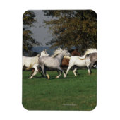 Arabieren die in het veld lopen magneet (Verticaal)