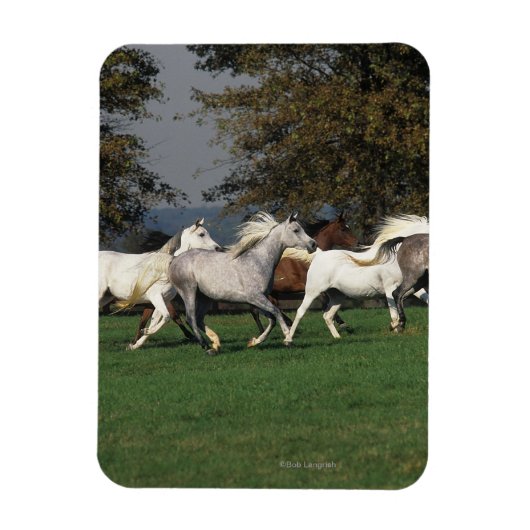 Arabieren die in het veld lopen magneet (Verticaal)