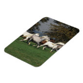 Arabieren die in het veld lopen magneet (Linkerzijde)