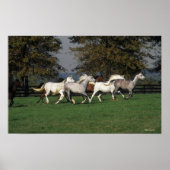 Arabieren die in het veld lopen poster (Voorkant)