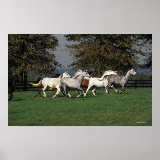 Arabieren die in het veld lopen poster (Voorkant)