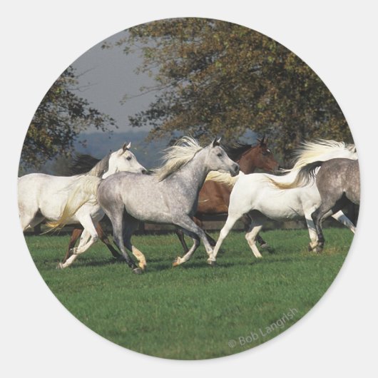 Arabieren die in het veld lopen ronde sticker (Voorkant)