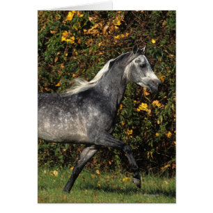 Arabieren die lopen: herfst