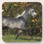 Arabieren die lopen: herfst onderzetter (Voorkant)