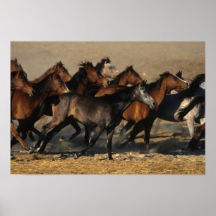 Arabieren in de woestijn poster