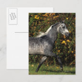 Arabieren lopen najaar briefkaart (Voorkant / Achterkant)