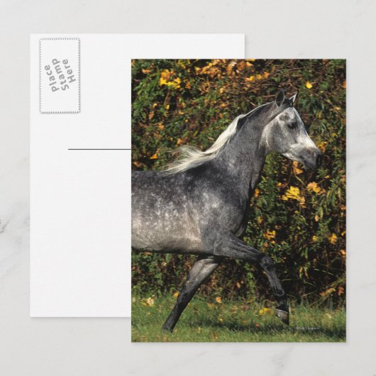 Arabieren lopen najaar briefkaart (Voorkant / Achterkant)