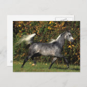 Arabieren lopen najaar briefkaart (Voorkant / Achterkant)