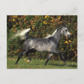 Arabieren lopen najaar briefkaart (Voorkant)