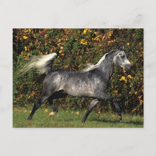 Arabieren lopen najaar briefkaart (Voorkant)