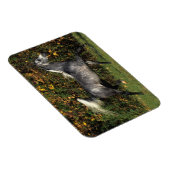 Arabieren lopen najaar magneet (Rechterzijde)