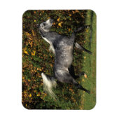 Arabieren lopen najaar magneet (Verticaal)