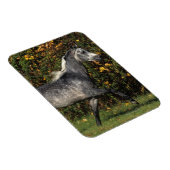 Arabieren lopen najaar magneet (Rechterzijde)