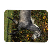 Arabieren lopen najaar magneet (Horizontaal)