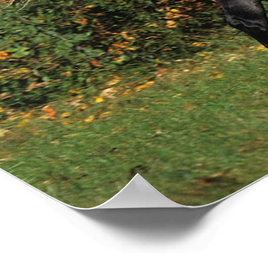 Arabieren lopen najaar poster (Hoek)