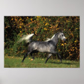 Arabieren lopen najaar poster (Voorkant)