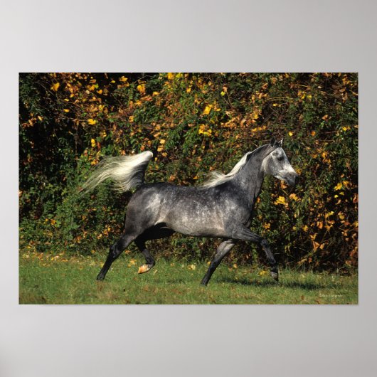 Arabieren lopen najaar poster (Voorkant)