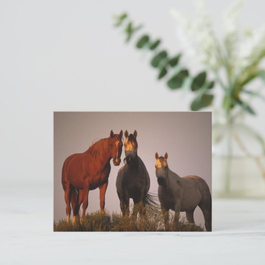 Arabieren op zonsondergang briefkaart (Staand voorkant)