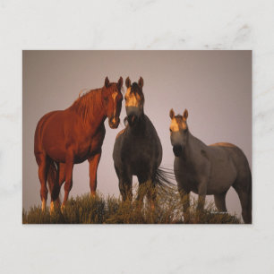 Arabieren op zonsondergang briefkaart