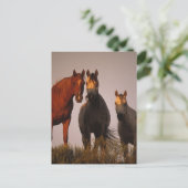 Arabieren op zonsondergang briefkaart (Staand voorkant)