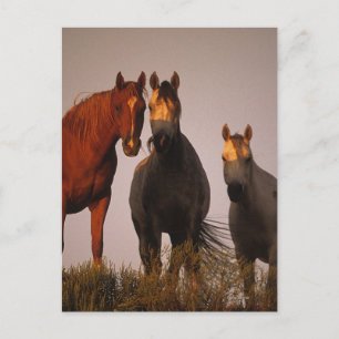 Arabieren op zonsondergang briefkaart