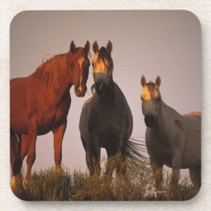 Arabieren op zonsondergang drankjes onderzetter
