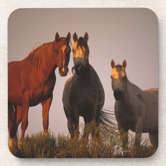 Arabieren op zonsondergang drankjes onderzetter (Voorkant)