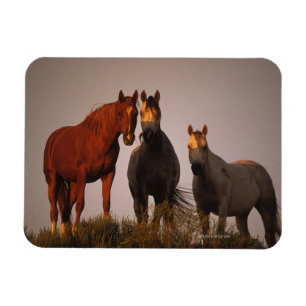 Arabieren op zonsondergang magneet