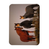 Arabieren op zonsondergang magneet (Verticaal)