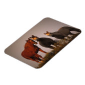 Arabieren op zonsondergang magneet (Linkerzijde)